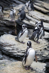 Lissabon  Portugal  Magellan-Pinguine im Oceanario de Lisboa