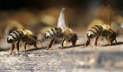 Graditz  Deutschland  Bienen wedeln mit ihren Fluegeln frische Luft in den Bienenstock