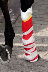 Hannover  Deutschland  Notfallverband an einem Pferdebein nach einer im Rennen erlittenen Beinverletzung