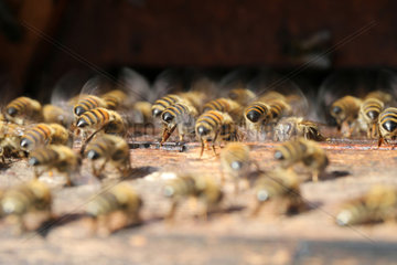 Graditz  Deutschland  Bienen wedeln mit ihren Fluegeln frische Luft in den Bienenstock