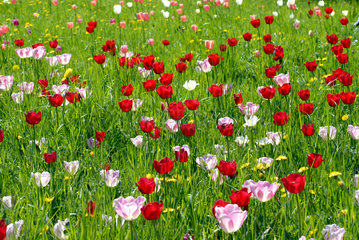 Berlin  Tulpenpracht im Britzer Garten