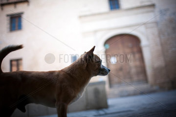 Sevill  Spanien  Hund im Profil