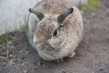 Rabbit  close-up