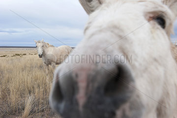 White donkey sniffing camera
