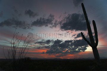 USA  Arizona  Saguaro National Park at twilight
