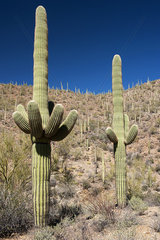 Saguaro cacti growing in Saguaro National Park  Arizona  USA