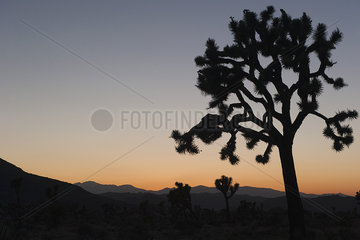 USA  California  Joshua Tree National Park at twilight