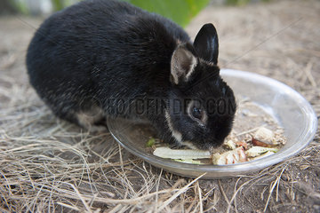 Rabbit eating food from bowl