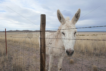 White donkey in pasture