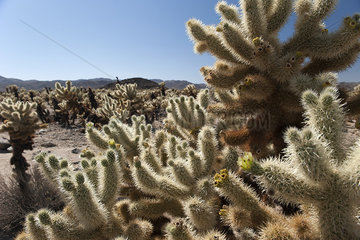 Cholla cactus growing in Joshua Tree National Park  California  USA