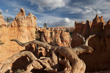 Dead tree in Bryce Canyon National Park  Utah  USA