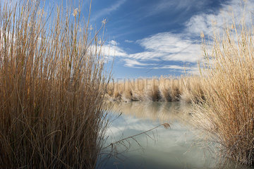 Tranquil waterscape in Big Bend National Park  Texas  USA