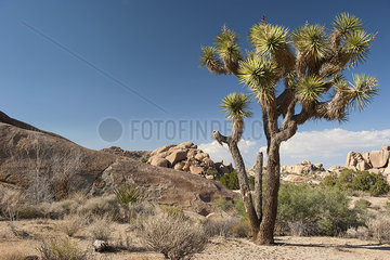 Joshua tree (Yucca brevifolia) growing in Joshua Tree National Park  California  USA
