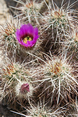 Flowering hedgehog cactus (Echinocereus engelmannii)