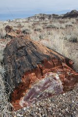 Petrified wood in Petrified Forest National Park  Arizona  USA