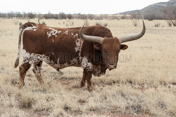 Texas Longhorn bull