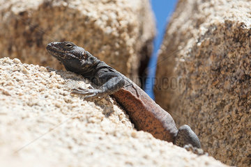 Chuckwalla lizard