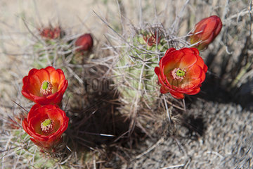 Claretcup cactus (Echinocereus triglochidiatus)