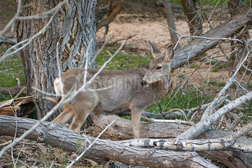Deer in Zion National Park  Utah  USA