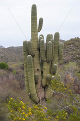 Saguaro cactus growing in desert