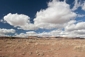 Desert landscape in New Mexico  USA