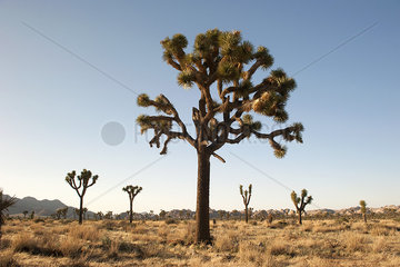 Joshua tree (Yucca brevifolia) growing in Joshua Tree National Park  California  USA