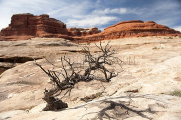 Dead tree in Canyonlands National Park  Utah  USA