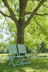 Chairs arranged beneath a tree at water's edge