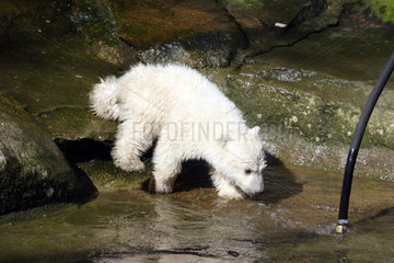 Eisbaer Knut im Wasser