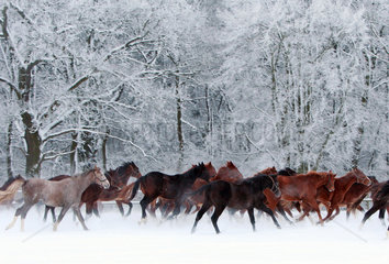 Graditz  Deutschland  Pferde im Winter auf der Koppel im Galopp