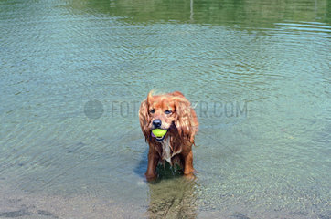 Hund mit einem Tennisball in einem Teich  Polen
