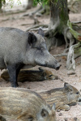 Oberpfalz  Deutschland  Wildschweine in einem Wildgehege