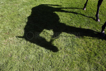 Hoppegarten  Deutschland  Pferd wirft einen Schatten auf den Rasen