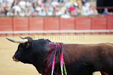 Sevilla  Spanien  blutender Stier in der Arena