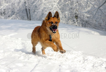 Schierke  Deutschland  Hund rennt durch den Schnee