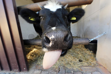 Neuenhagen  Deutschland  Milchkuh streckt ihre Zunge heraus