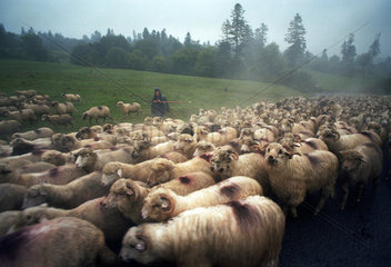 Schafhirte treibt seine Herde im Regen  Bradet  Rumaenien