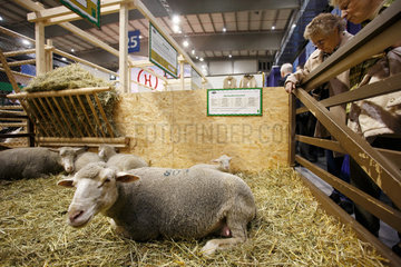 Berlin  Deutschland  Besucher betrachten Schafe auf der Gruenen Woche
