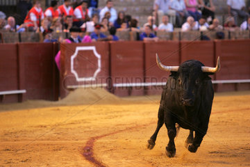 Sevilla  Spanien  ein Stier rennt durch die Arena in der Real Maestranza