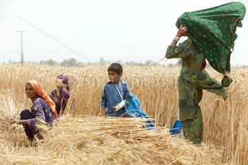 Hamzomahar  Pakistan  Frauen bei der Feldarbeit