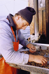 Hamburg  Deutschland  Krabbenfischer beim Sortieren des Fangs