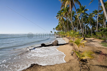 Las Terrenas  Dominikanische Republik  Kokospalmen am Strand Playa Bonita