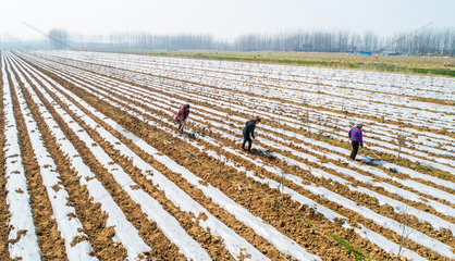 #CHINA-JINGZHE-FARM WORK