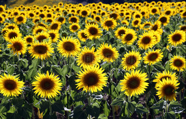 Torre Alfina  Italien  bluehende Sonnenblumen auf einem Feld