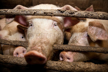 Riedlingen  Deutschland  Schweine im Stall