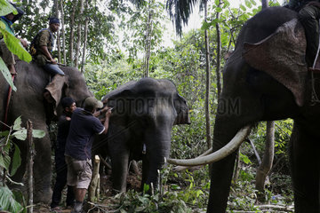 INDONESIA-ACEH-SUMATRAN ELEPHANT-GPS COLLAR-INSTALLATION