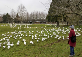 CANADA-VANCOUVER-SNOW GEESE