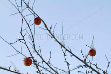 Afritz am See  Oesterreich  Apfelbaum mit restlichen Aepfeln im Schnee