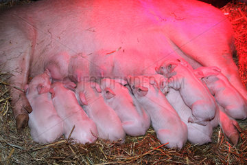 Prangendorf  Deutschland  Muttersau saeugt ihre neugeborenen Ferkel unter Rotlicht im Stroh