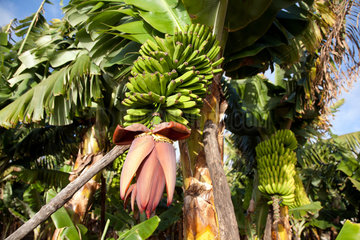Tazacorte  Spanien  Bananen auf einer Bananenplantage
